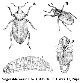 Vegetable weevil. A-B. Adults. C. Larva. D. Pupa.