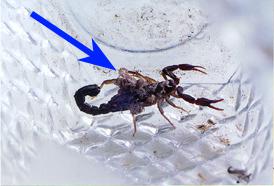 Figure 2. Female scorpion carrying offspring.