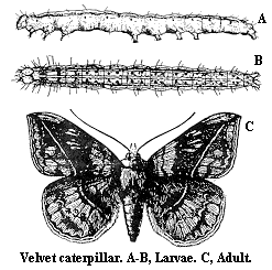 Illustration of velvetbean caterpillar life stages