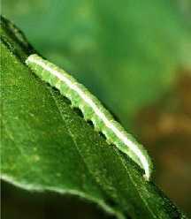 Photo of velvetbean caterpillar larva