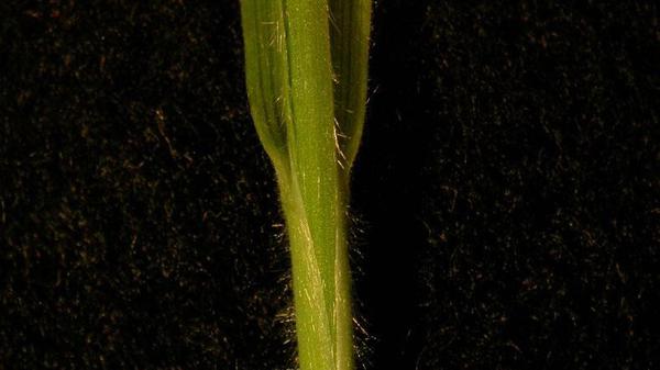 Velvetgrass sheath margin
