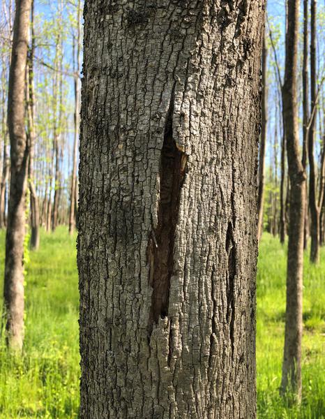 Vertical crack in the bark of an ash tree