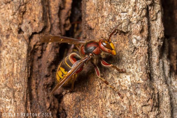 A worker of the European hornet, Vespa crabro, on a tree trunk