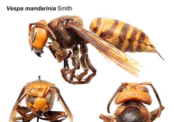 Picture of Asian giant hornet from different aspects.