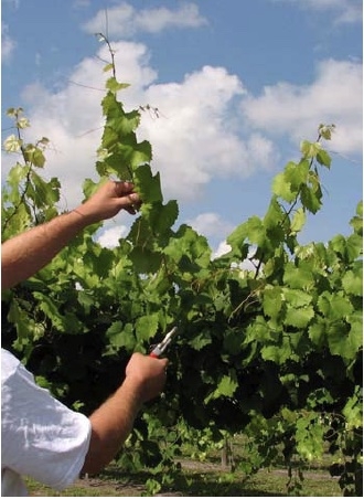 Person holds vigorous shoot in one hand and pruning shears in the other