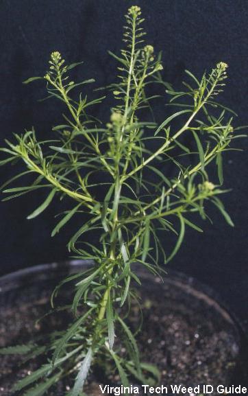 Photo of Virginia pepperweed