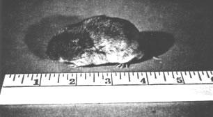 Black and white photo of a pine vole next to a ruler for scale