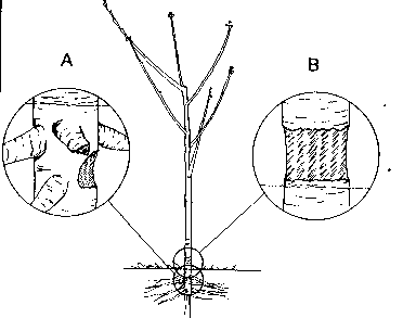 Figure 3A. Damage below the ground indicates pole vole activity.