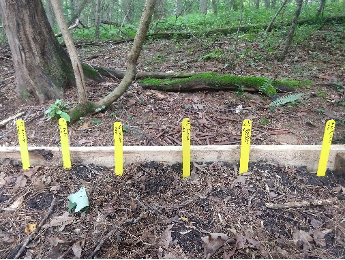Woodland nursery bed propagation structure example with plant stakes