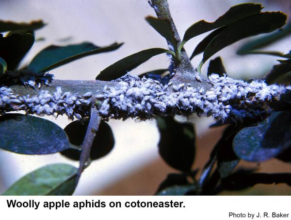 Another view of woolly apple aphids on cotoneaster.