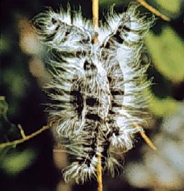 Figure 4. Walnut caterpillar.