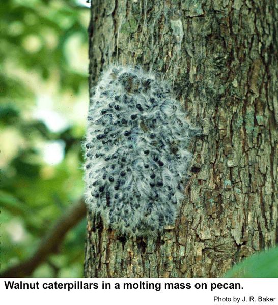 Older walnut caterpillars massed together to molt.