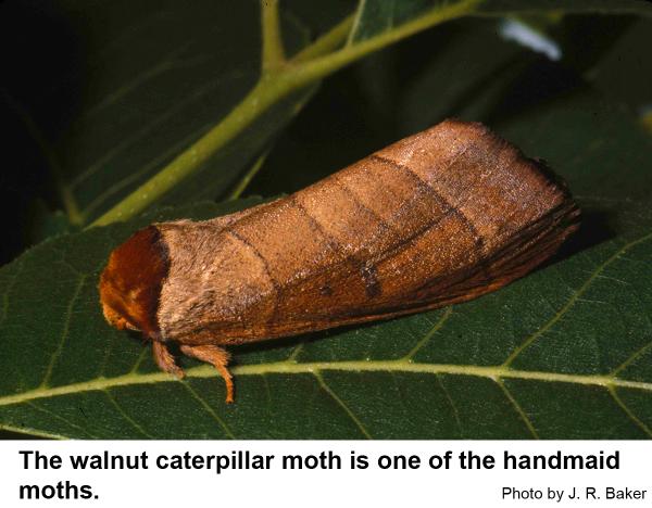 The walnut caterpillar moth is one of the handmaid moths.