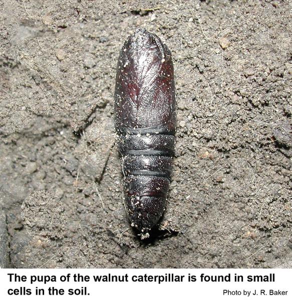 Walnut caterpillars spend the winter as pupae in the soil.