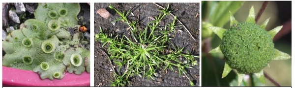 Collage of plants with water dispersal mechanisms for seeds
