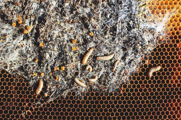 Thumbnail image for Wax Moth Control in Stored Equipment