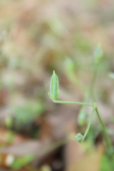A green, slightly hairy seed pod.