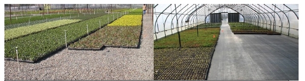 Field and greenhouse are tidy and weed-free.