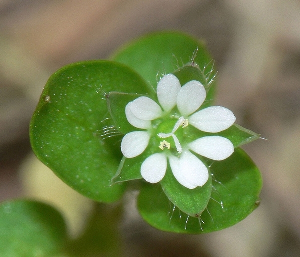 Small white flower with 10 petals.