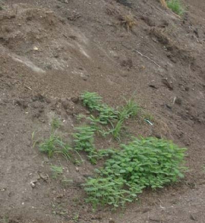 Substrate pile with weeds.