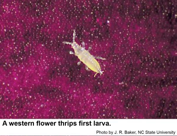 First larvae of the western flower thrip