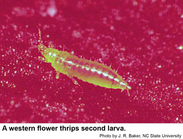 Second larvae of western flower thrips