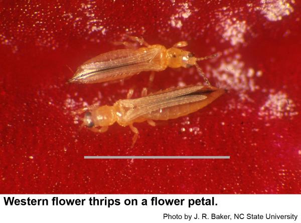 Adults of the western flower thrips