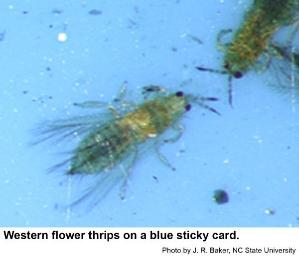 western flower thrips are more attracted to blue cards