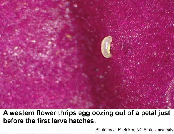 Females insert their egg