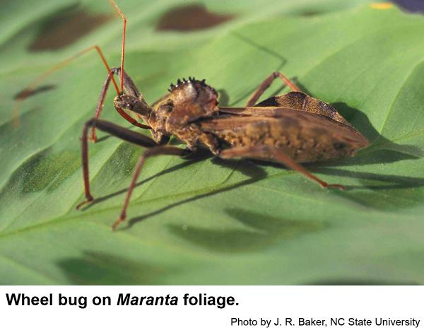 Acorn Weevil  NC State Extension Publications