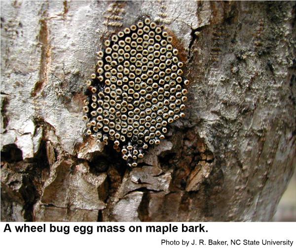 wheel bugs lay their eggs