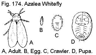 Figure 174. Azalea whitefly. A. Adult. B. Egg. C. Crawler. D. Pu