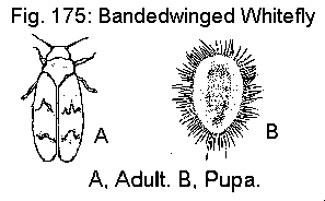 Figure 175. Bandedwinged whitefly. A. Adult. B. Pupa.