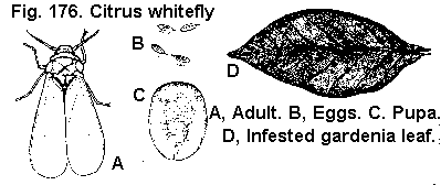 Figure 176. Citrus whitefly. A. Adult. B. Eggs. C. Pupa. D. Infe