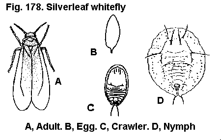 Figure 178. Silverleaf whitefly. A. Adult. B. Egg. C. Crawler. D