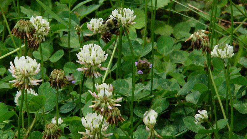 White clover flower color.