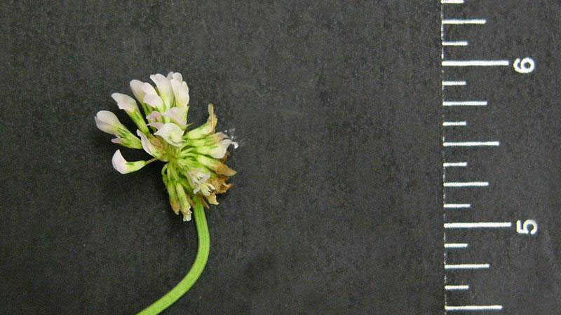 White clover flower color.