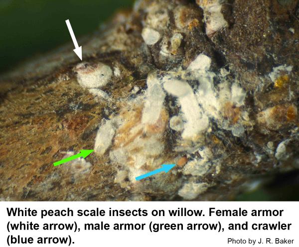 Thumbnail image for White Peach Scale Insect