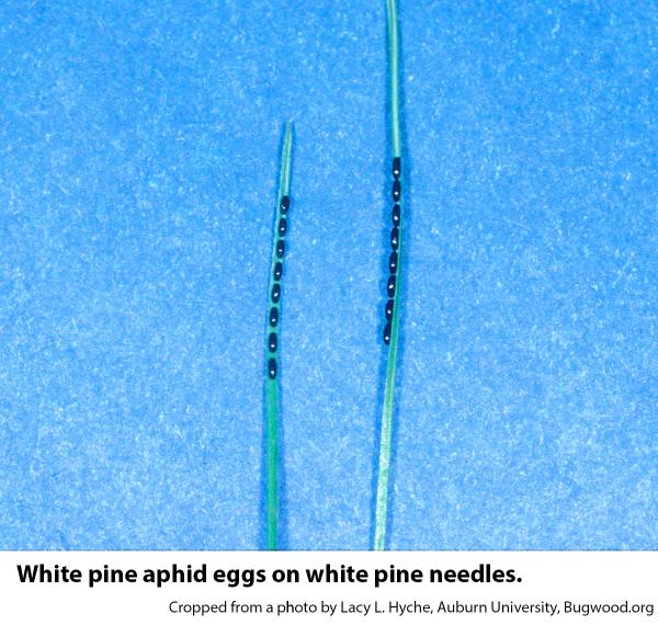 close view of two pine needles with eggs