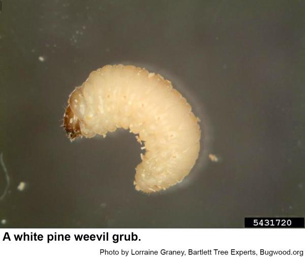 White pine weevil grub