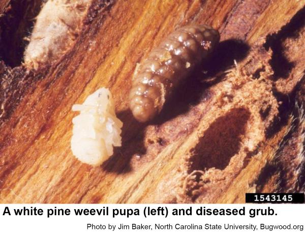 White pine weevil grubs pupate