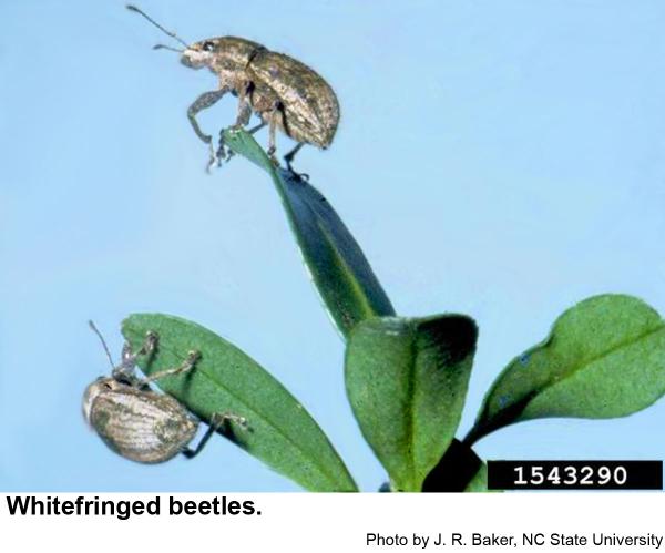 Whhitefringed beetles chew on the edges of leaves.