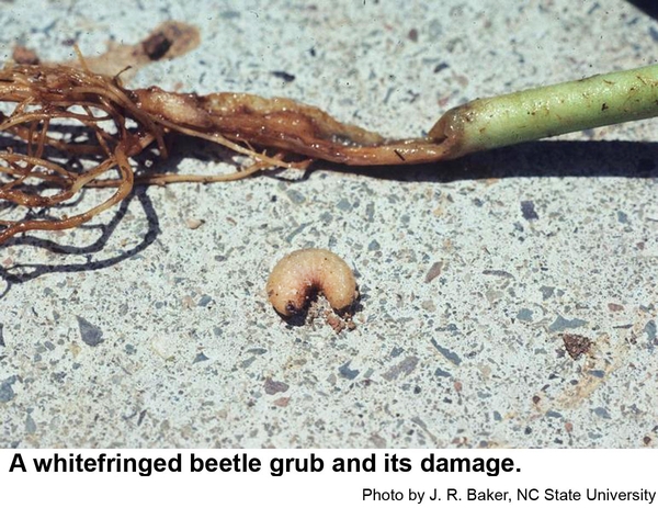 Shown are a damaged seedling and a whitefringed beetle grub.