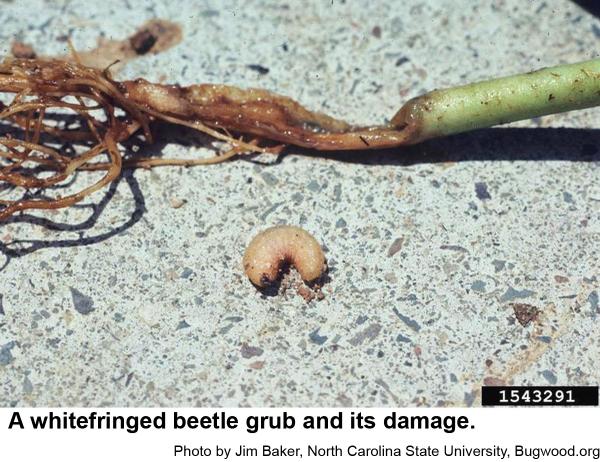 Whitefringed beetle grub and damaged plant