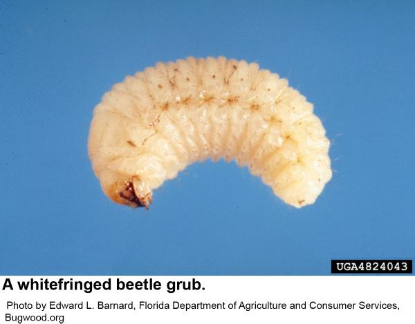 Whitefringed beetle grub