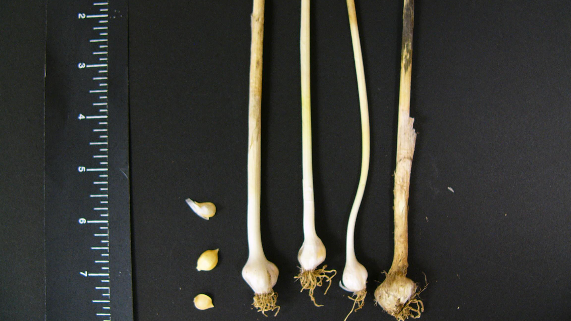 Wild garlic root type.