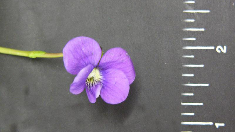 Wild violet flower color.