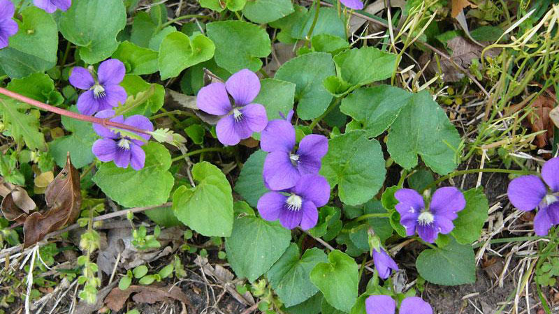 wild viola flower