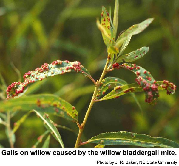Photo of willow bladdergall mites