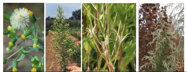 Collage of weeds with wind dispersal mechanisms for seeds